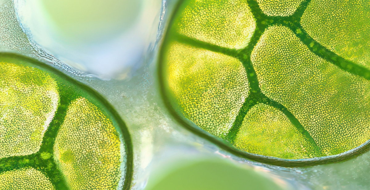 What is Opal Skin Algae Complex?