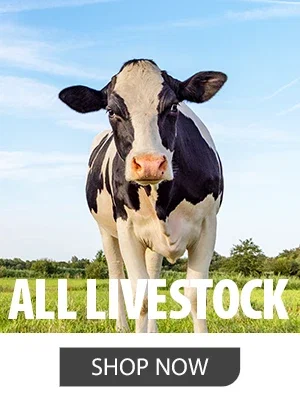 SHOP LIVESTOCK RX