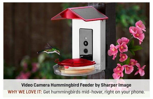 Video Camera Hummingbird Feeder by Sharper Image