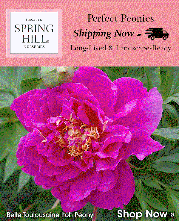 Peonies Shipping Now