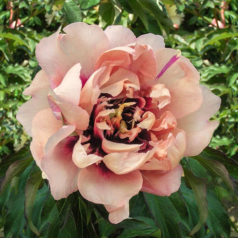 Oochigeas Itoh Peony
