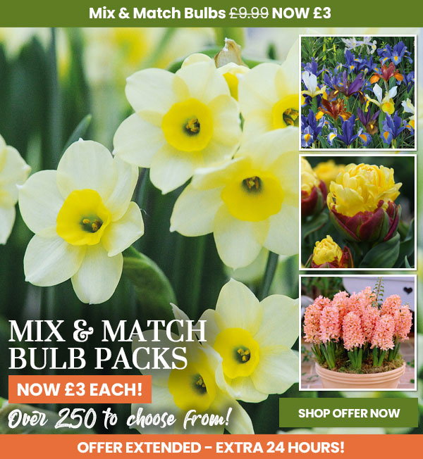 Mix & Match Bulbs