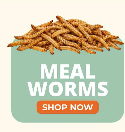 MEAL WORMS