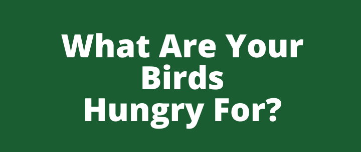 What Are Your Birds Hungry For?