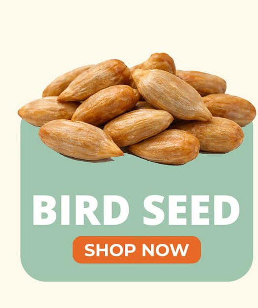 BIRD SEED