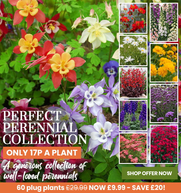 Perfect Perennial Collection