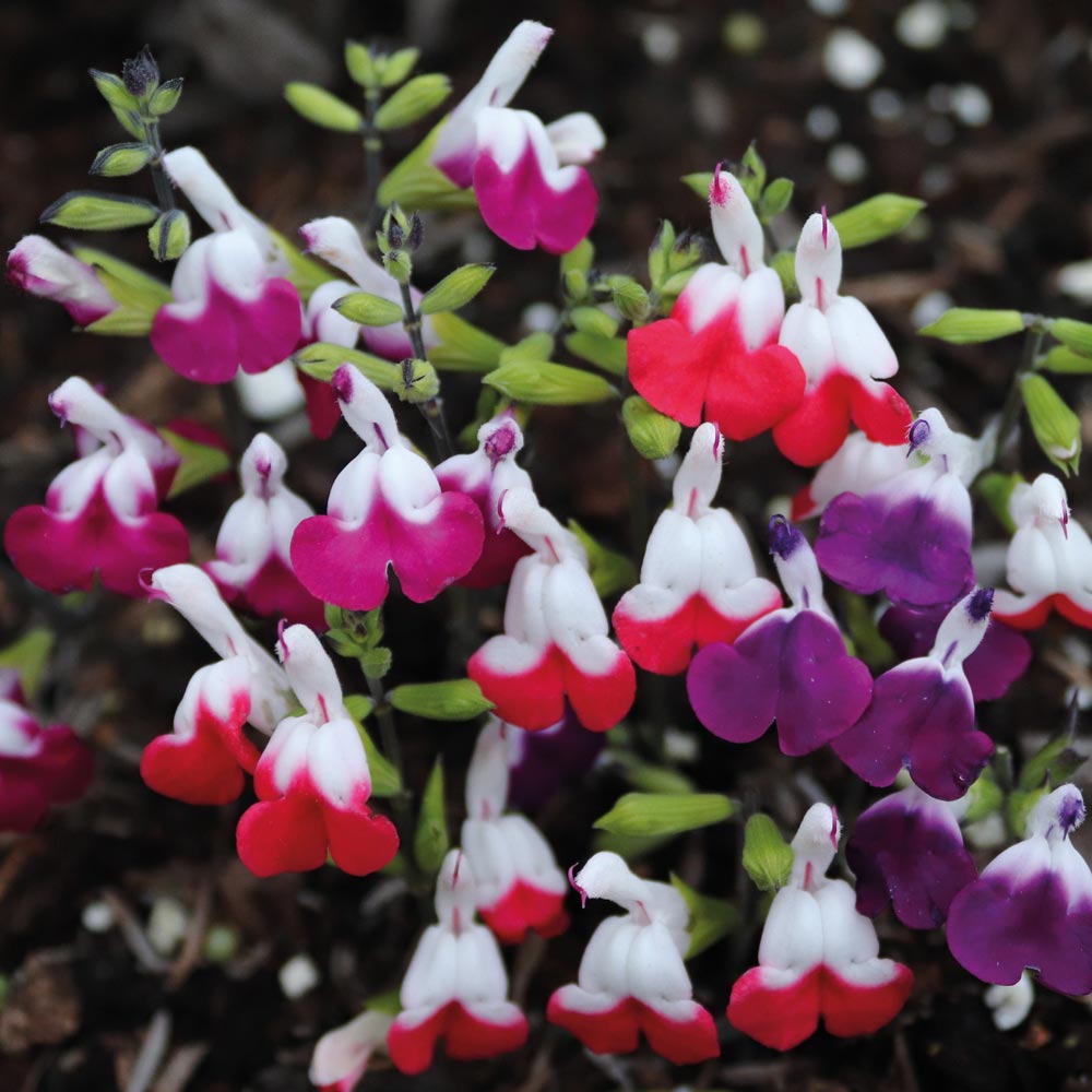 Penstemon 'Ice Cream Collection'