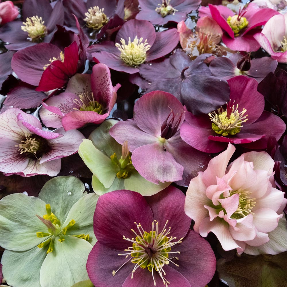 Osteospermum Blush Collection