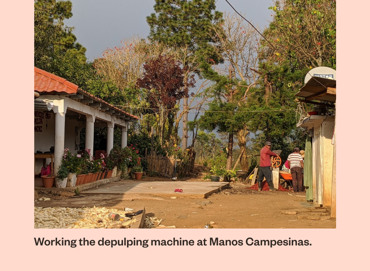 Working the depulping machine at Manos Campeninas. 
