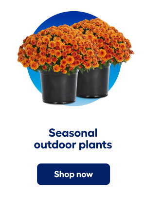 Seasonal outdoor plants. Shop now