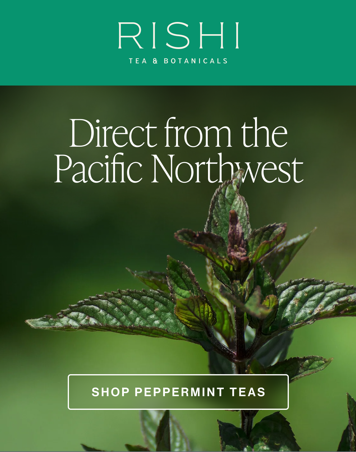 Peppermint Teas