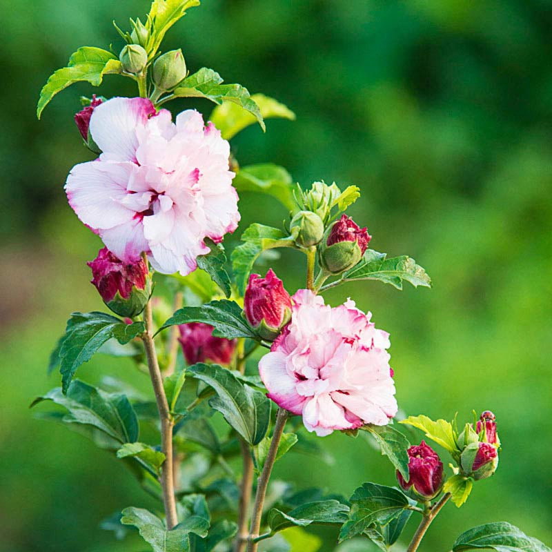 Danica® Hardy Hibiscus