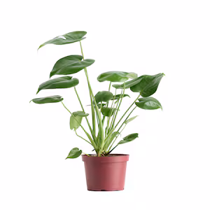 Up to 25% off Select House Plants