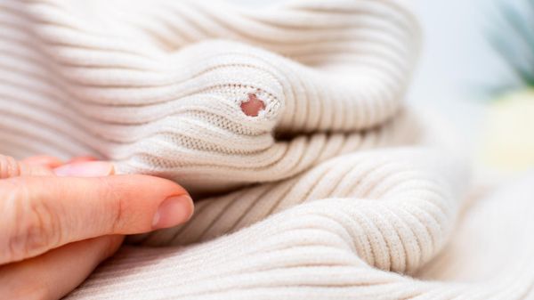 Vous avez des mites? Voici comment vous en débarrasser
