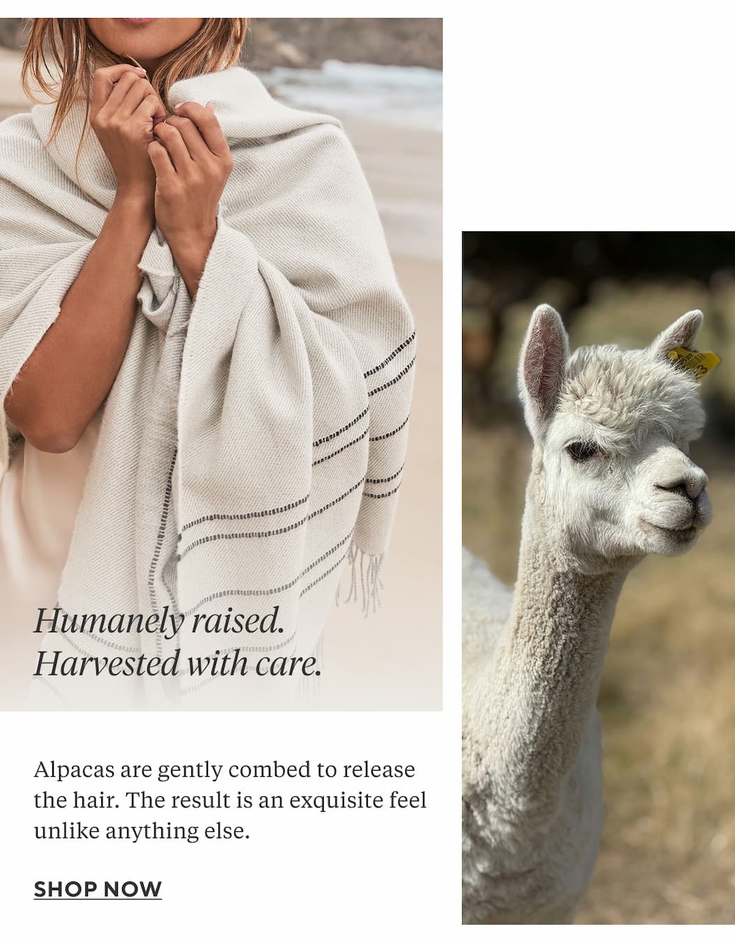 Humanely raised. Harvested with care. Alpacas are gently combed to release the hair. The result is an exquisite feel unlike anything else.