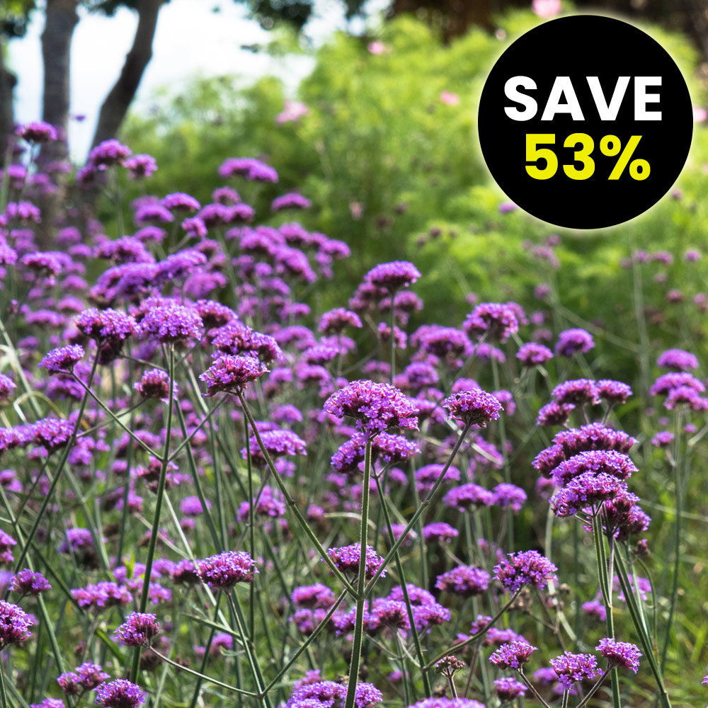 Verbena 'Buenos Aires'