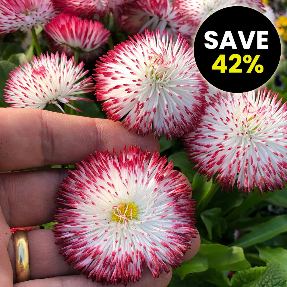 Bellis 'Habanera White with Red Tips'