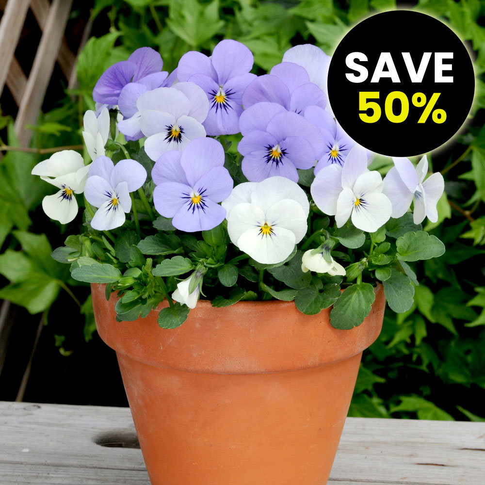 Viola hybrida 'Sorbet Yesterday Today & Tomorrow'