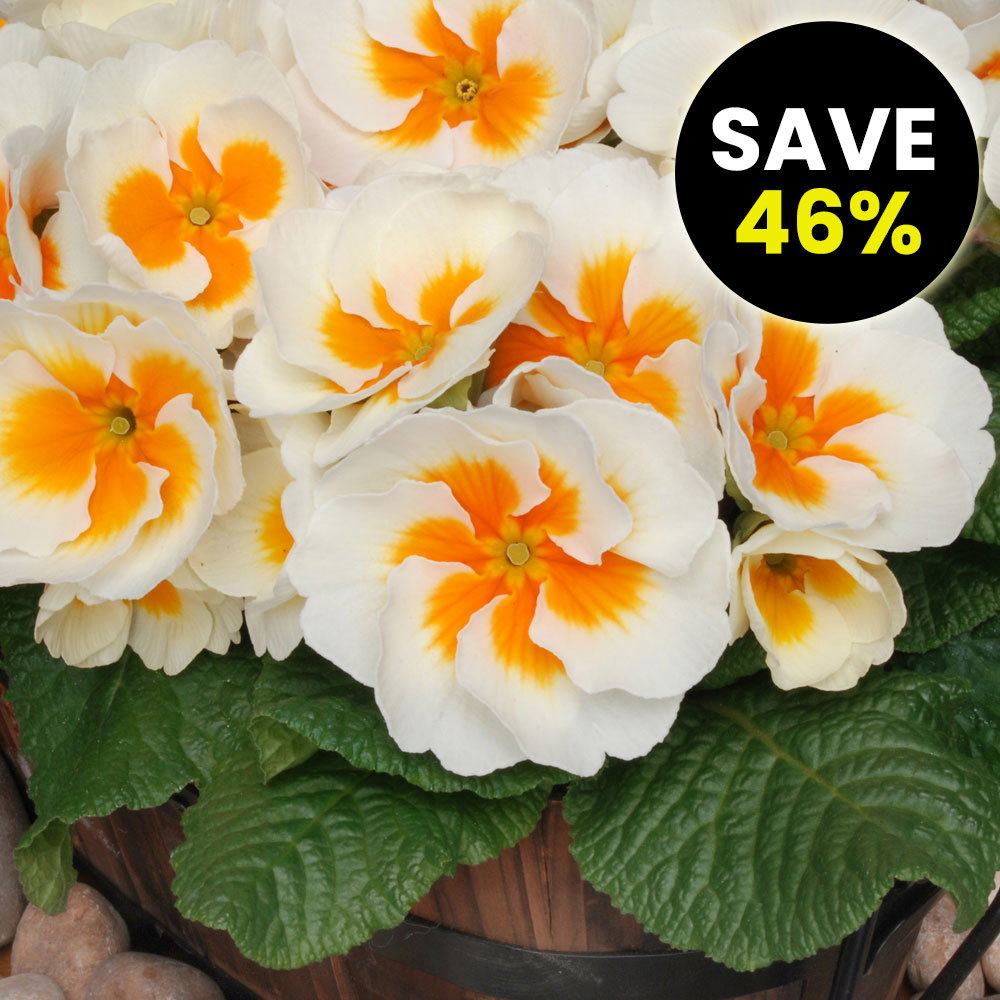 Primrose 'Buttercream'
