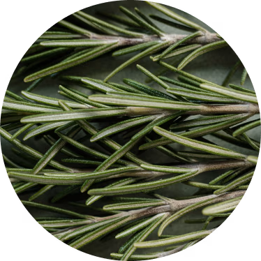 Rosemary