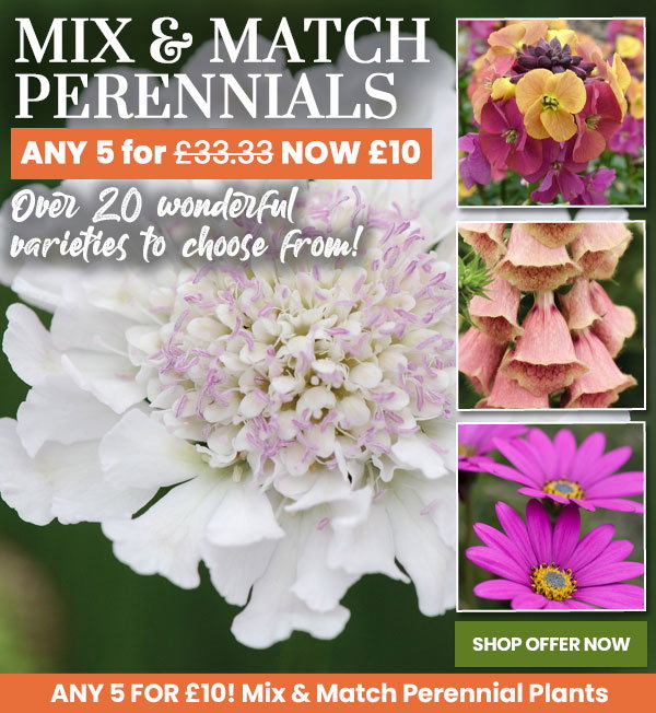 Mix & Match Perennials