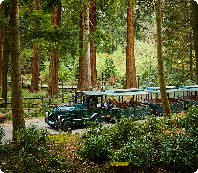 Longleat Forest