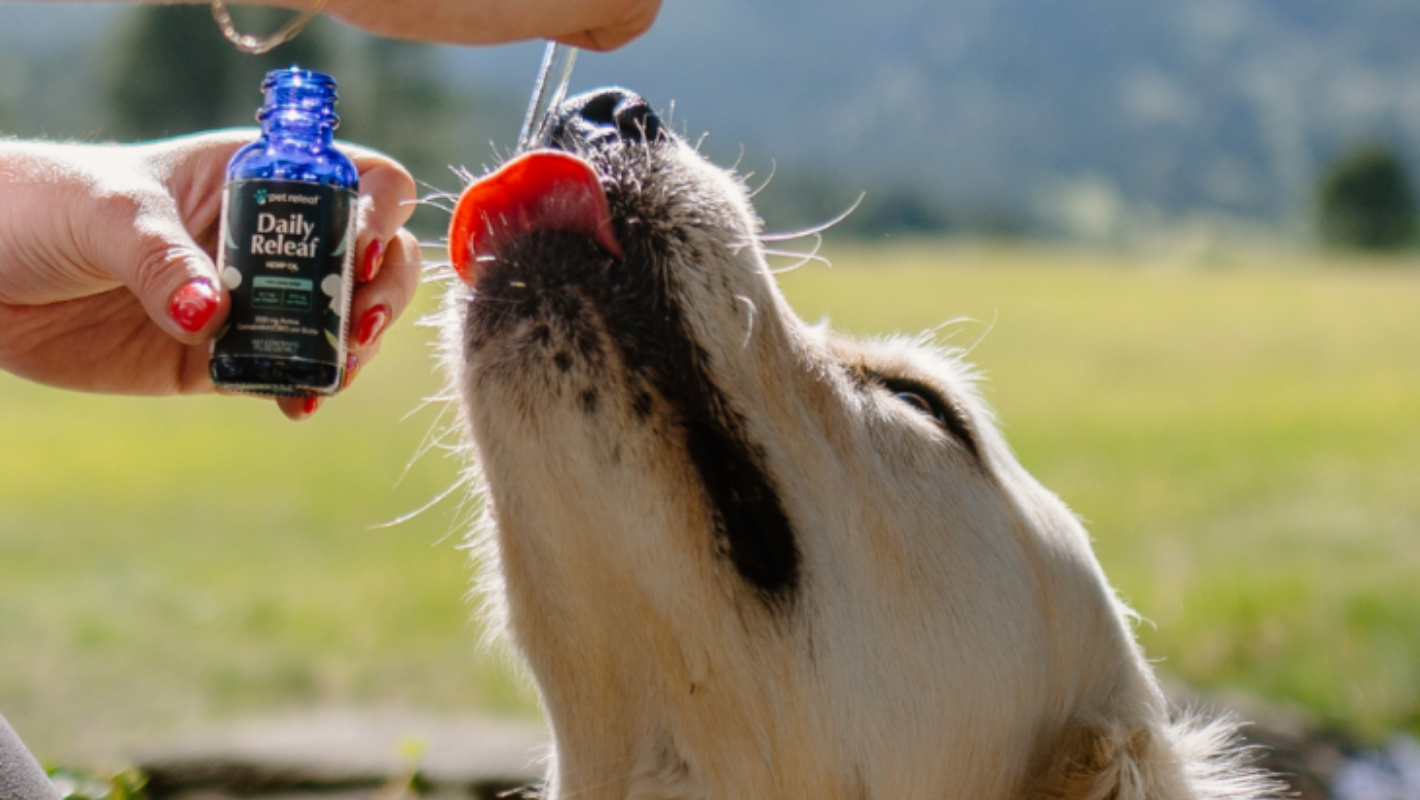 Dog being given Daily Releaf Oil outside