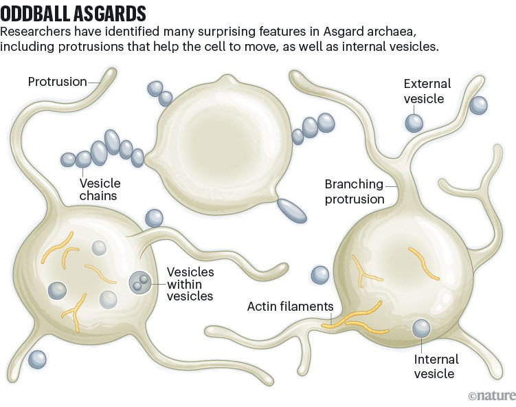 The most talked about physical feature of Asgards so far are the tiny protrusions that look like tentacles, or even antlers, jutting out from their typically spherical bodies.