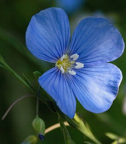 Flax Flower