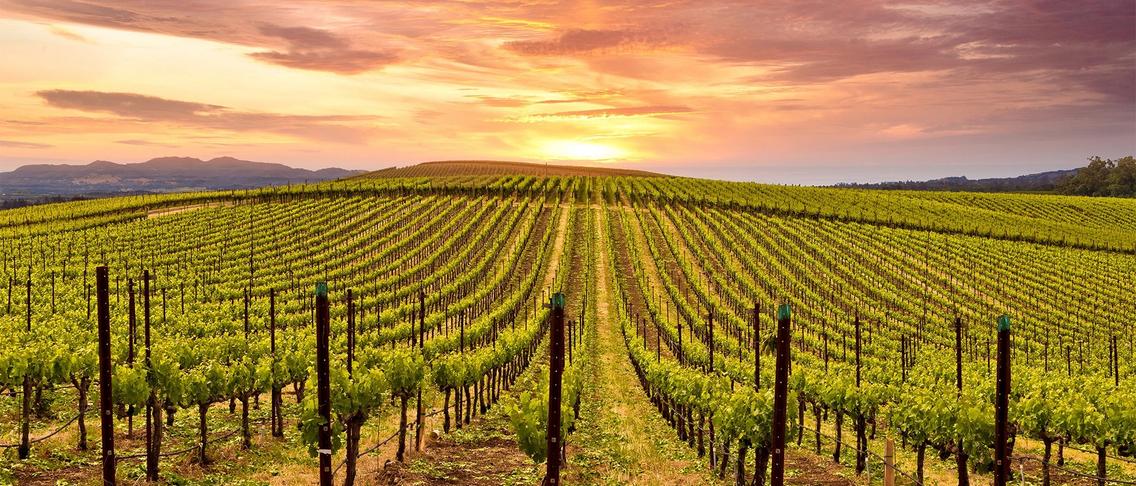 Napa Valley Wine Country Escape with Daily Breakfast, Dining Credit & Wine Tasting