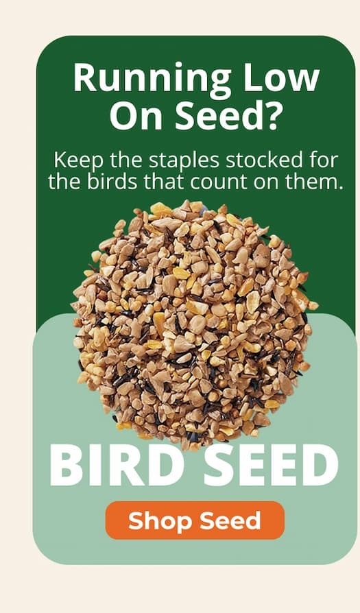 Keep the staples stocked for the birds that count on them.