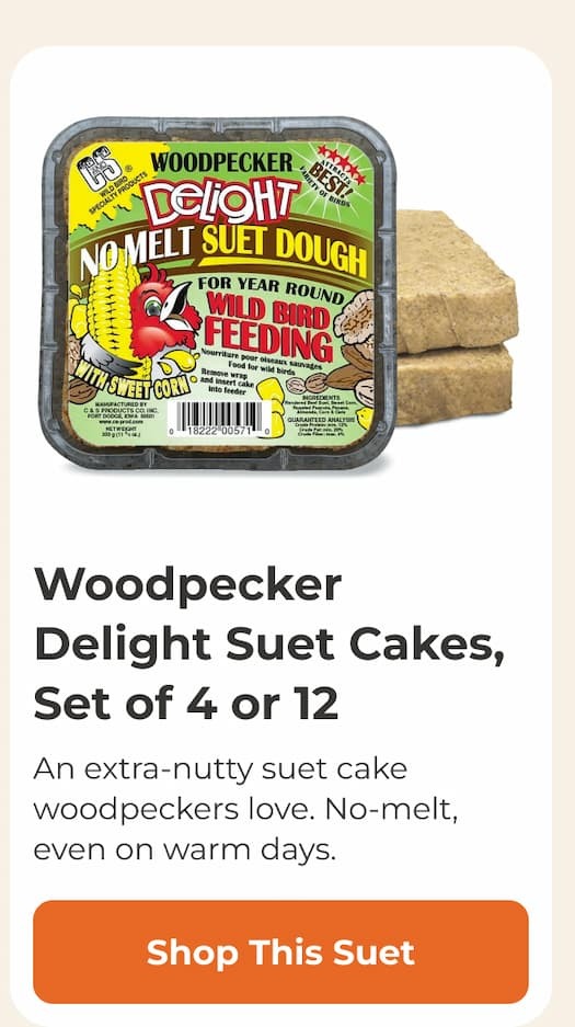 Woodpecker Delight Suet Cakes, Set of 4 or 12