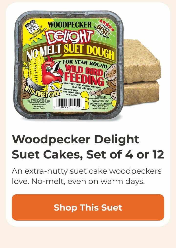 Woodpecker Delight Suet Cakes, Set of 4 or 12