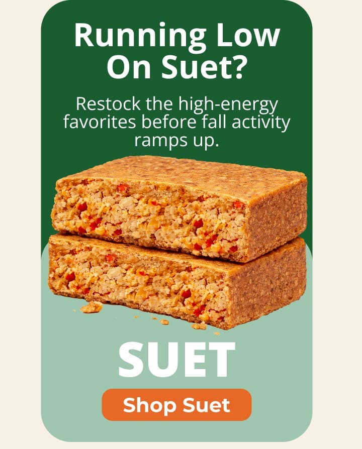 Restock the high-energy favorites before fall activity ramps up.