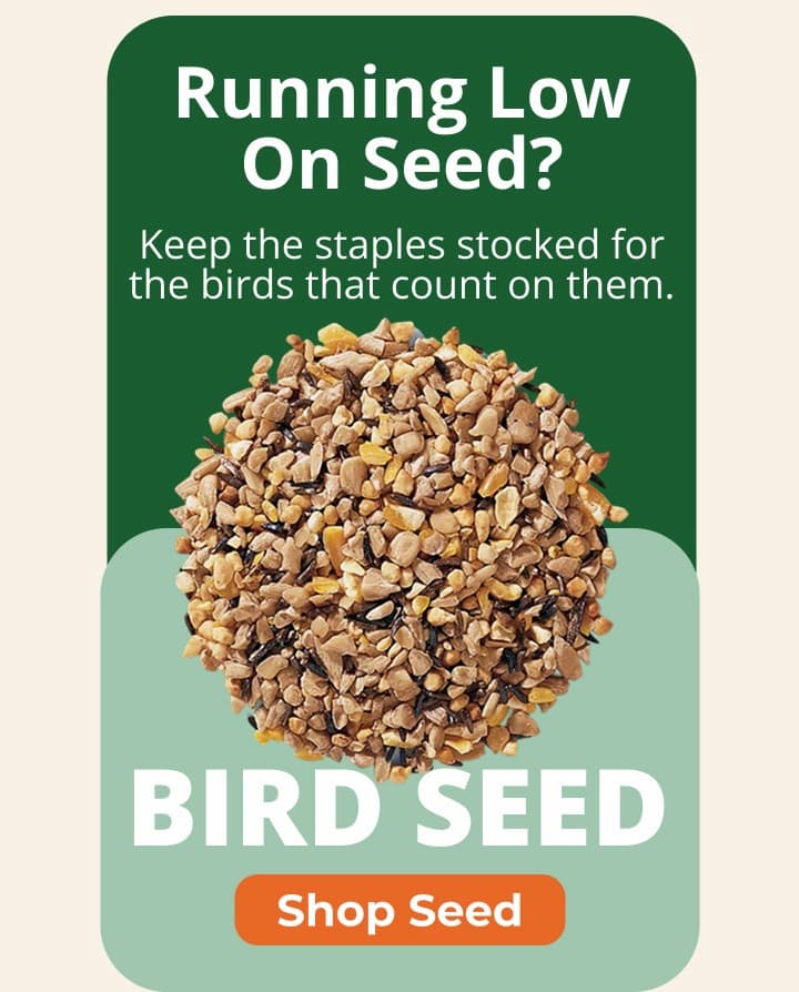 Keep the staples stocked for the birds that count on them.