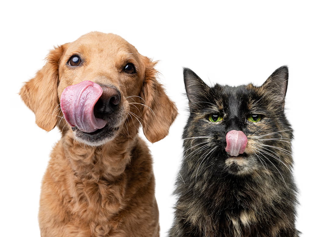 Cat and Dog
