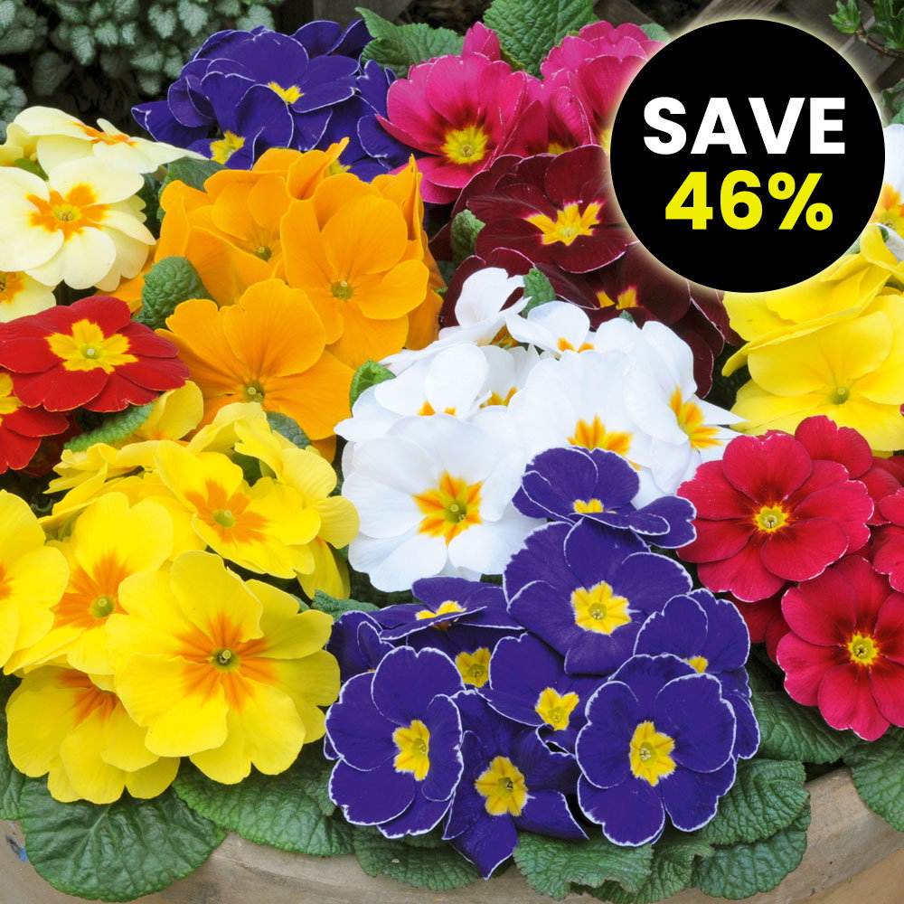 Primrose 'World's Most Scented Mix'