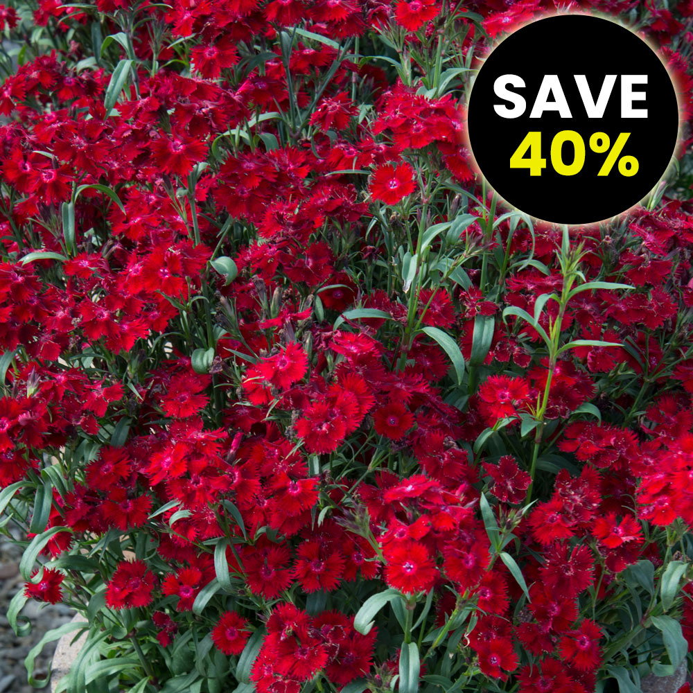Dianthus barbatus 'Rockin' Red'