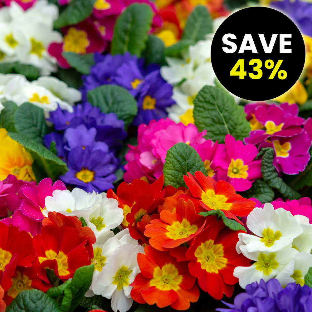 Polyanthus eliator 'Crescendo® Mix'