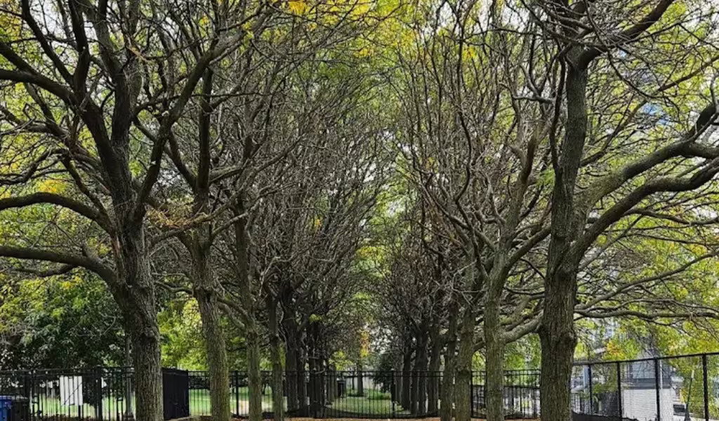 Grant Park
