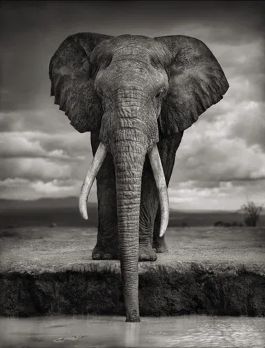 Nick Brandt, Elephant Drinking, Amboseli, 2007