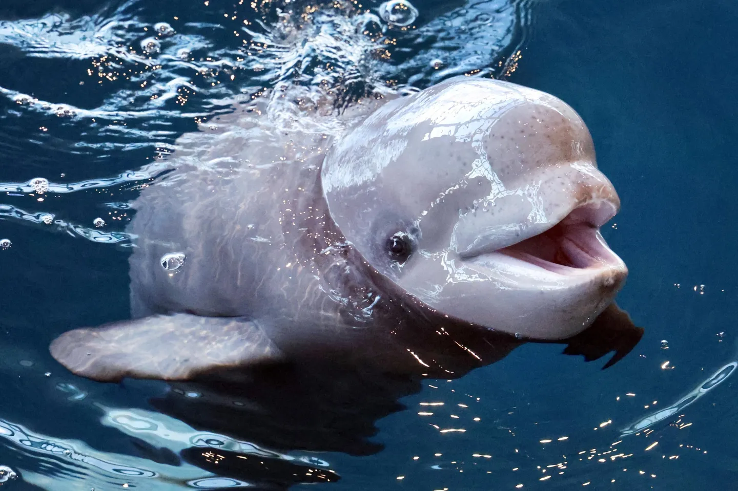 A baby beluga at Chicago’s Shedd Aquarium. Terrence Antonio James/Chicago Tribune/Tribune News Service via Getty Images