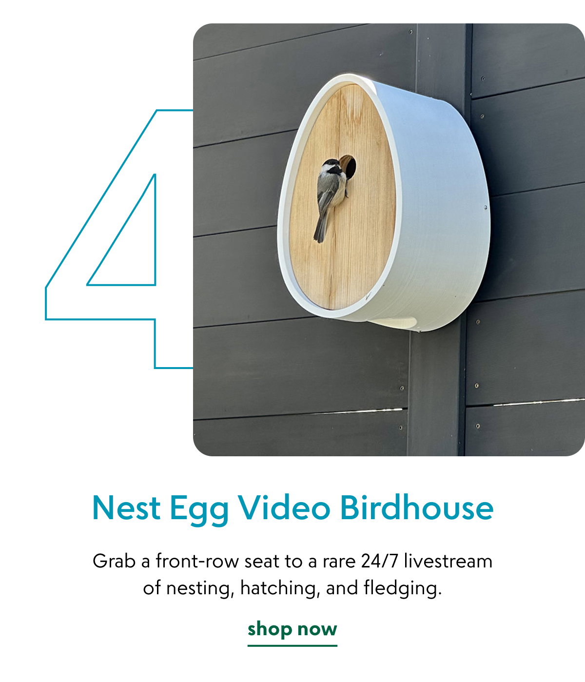 nest-egg-video-birdhouse