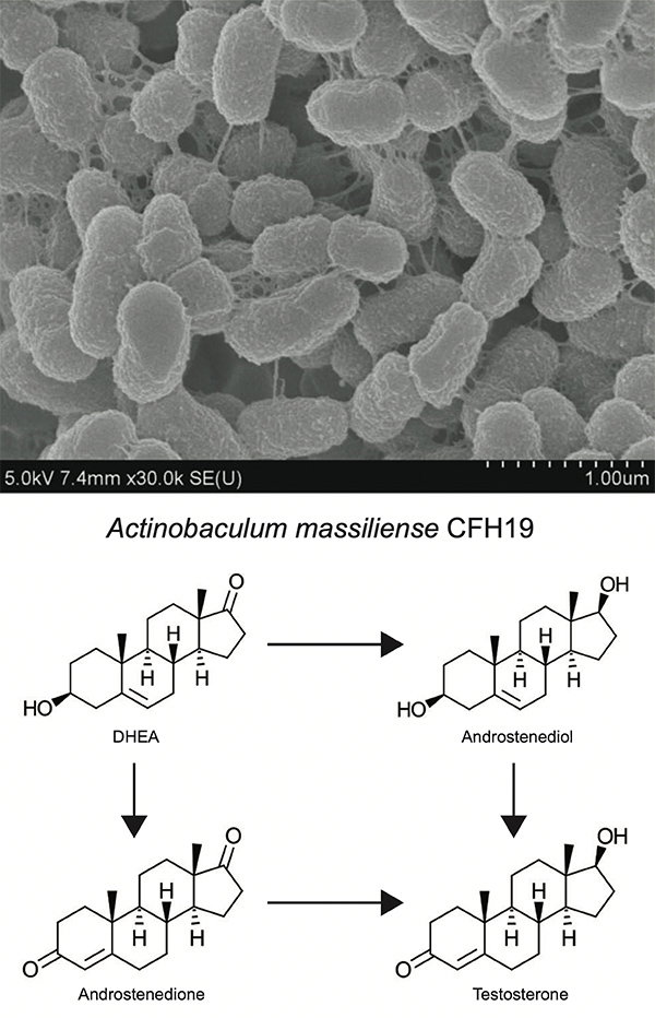 An image of the bacterium <i>Actinobaculum massiliense </i>taken with a scanning electron microscope, and a diagram showing the biosynthesis of testosterone from DHEA.