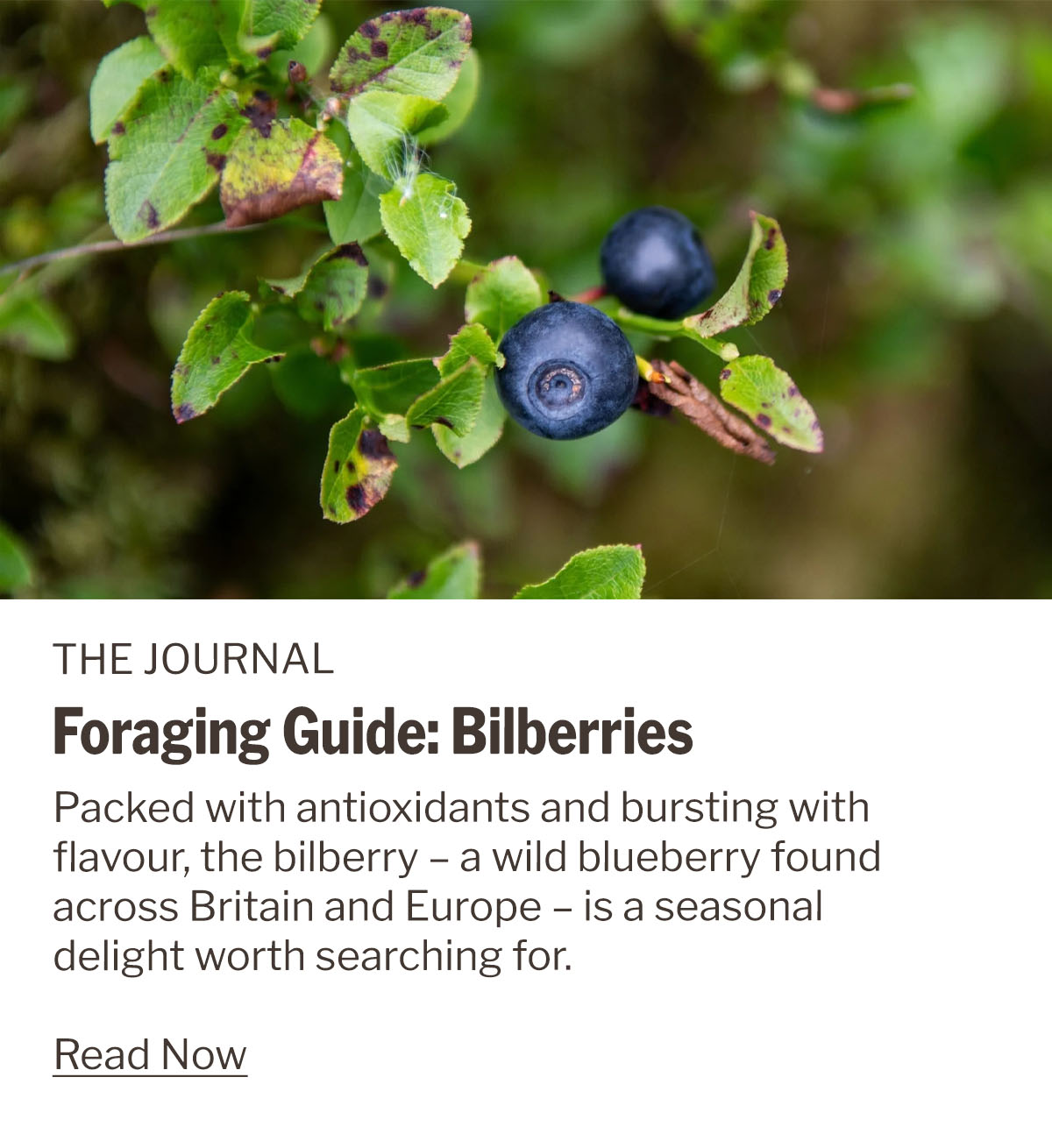 Foraging Guide: Bilberries | The WildBounds Journal