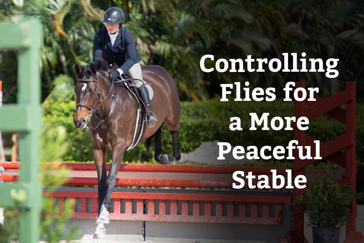 Controlling Flies for a More Peaceful Stable - Learn More