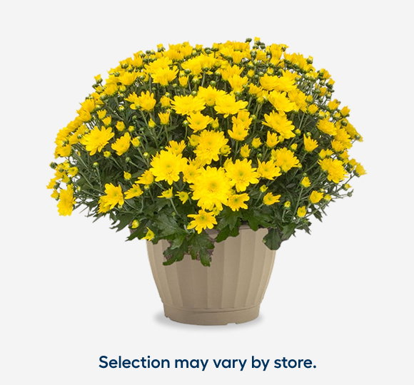 SAVE 15%* All Fall Mums