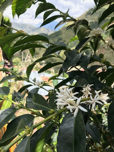 Colombia El Faldón origin image