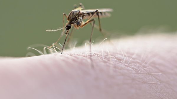 Virus du Nil occidental: une maladie qui se développe, quels symptômes doivent alerter?