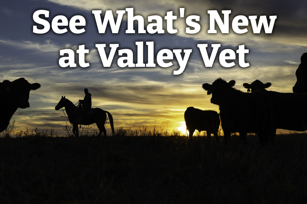 See What's New at Valley Vet - Shop Now